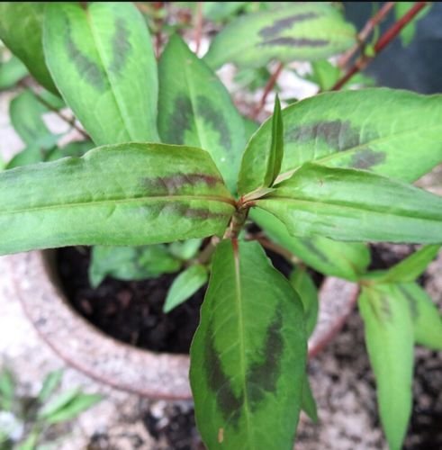 Rau răm, mồng tơi, rau dền Việt Nam bỗng đắt như vàng trên chợ Amazon